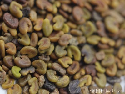 紫云英種植需要注意那些問題？