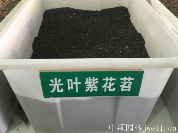 光葉紫花苕.jpg