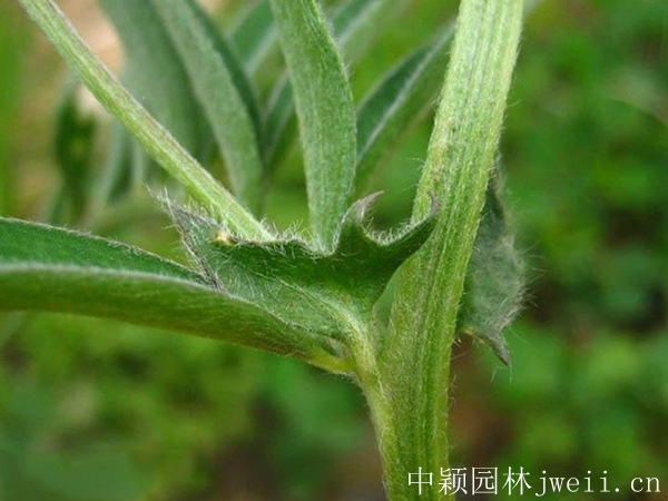 光葉紫花苕4.jpg
