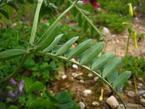 光葉紫花苕5.jpg