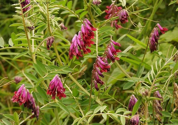 光葉紫花苕6.jpg