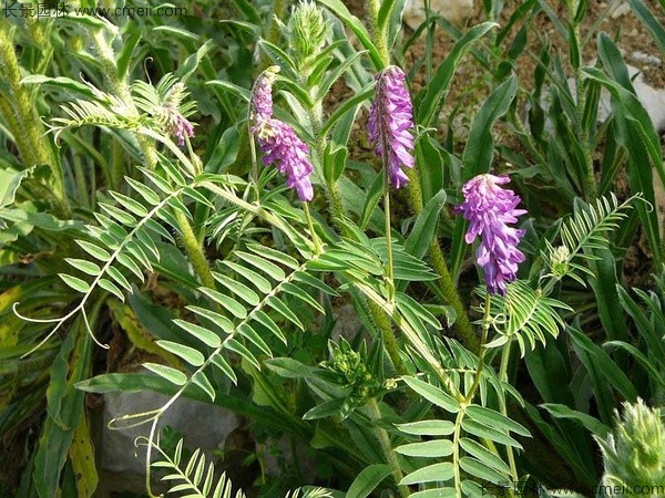 光葉紫花苕7.jpg