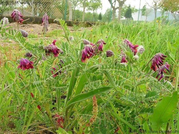 光葉紫花苕8.jpg