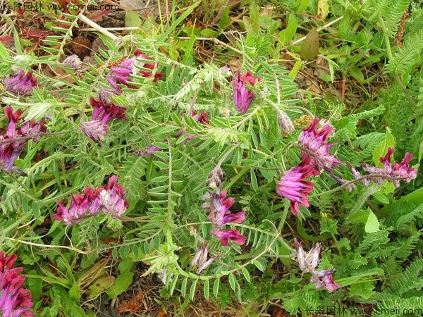 光葉紫花苕9.jpg