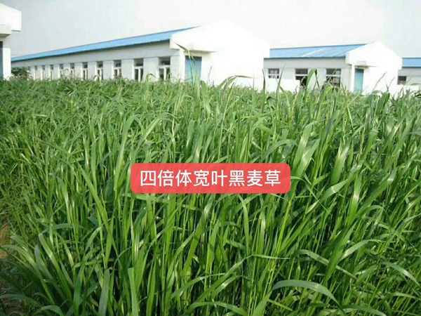 1599201858412370.jpg 多倍體黑麥草種子2.jpg