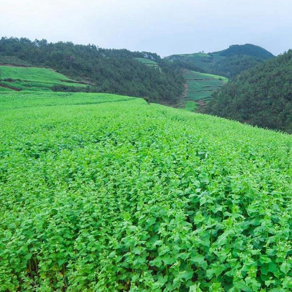 1599737441963714.jpg 苦蕎麥3_副本.jpg