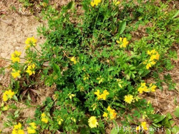 百脈根種子15_副本.jpg