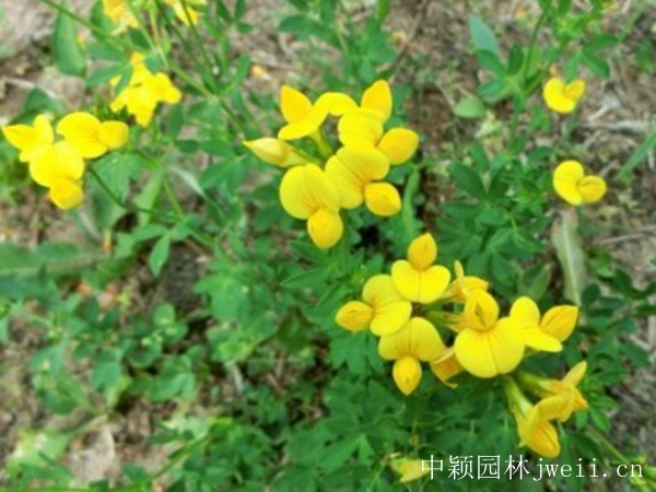 百脈根種子17_副本.jpg