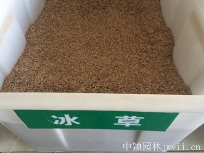冰草種子
