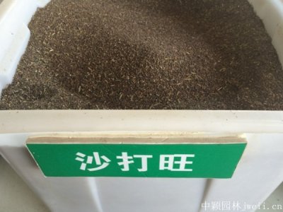 沙打旺種子