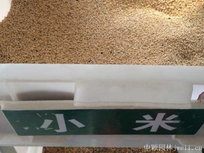 小米草種子