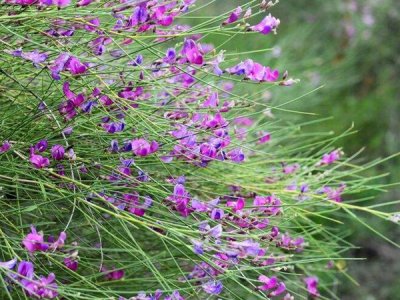 簡析有關花棒種子的種植方法與技巧