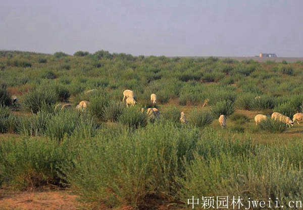 進口草坪種子