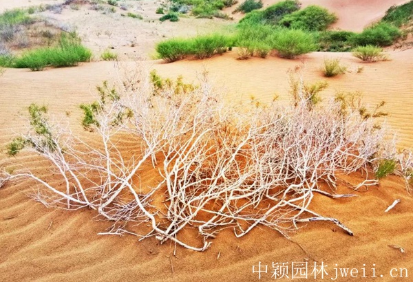 沙蒿種子3.jpg