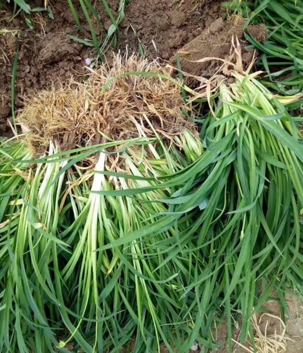大花萱草20.jpg