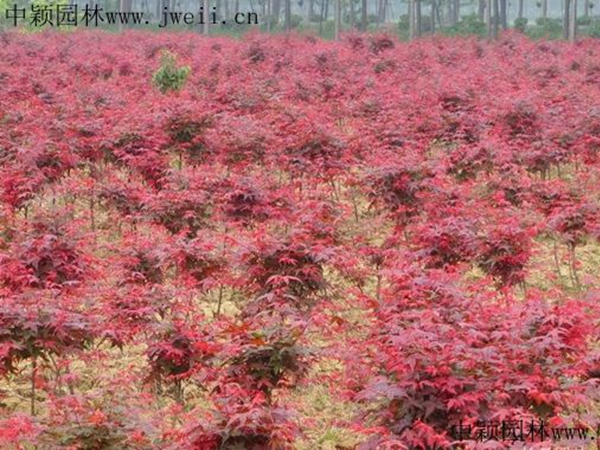 紅楓.jpg