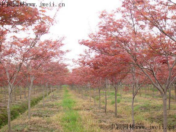 紅楓8.jpg