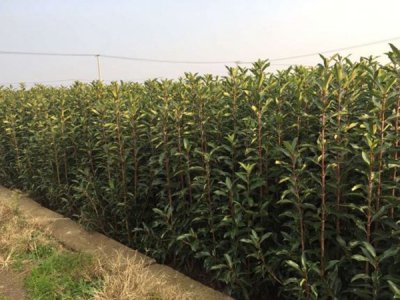 法國冬青什么時候栽植比較好？