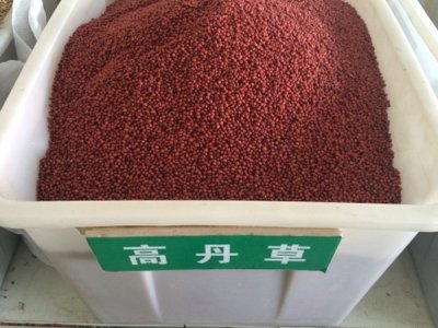 高丹草生長周期是多久