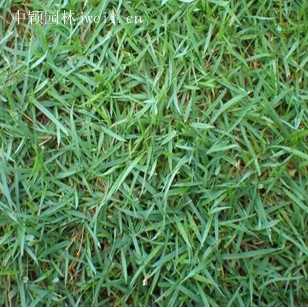 1619013243656074.jpg 結縷草2_副本.jpg