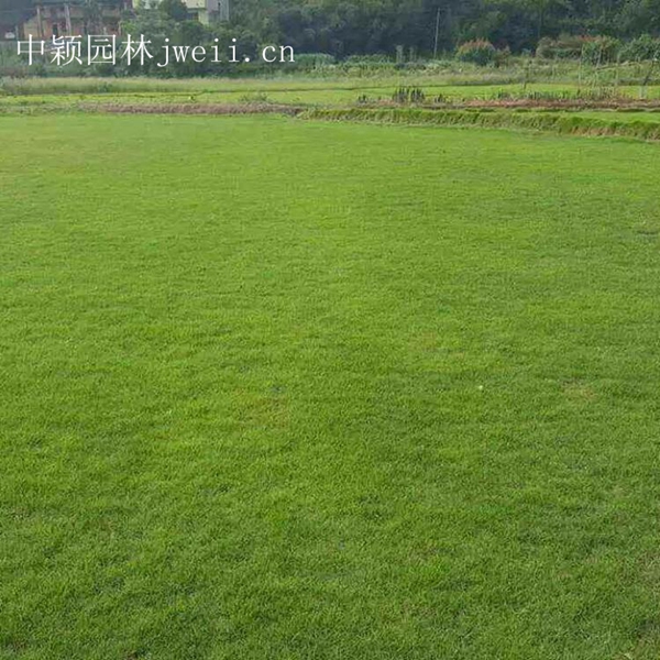 1619013253937843.jpg 結縷草15_副本.jpg