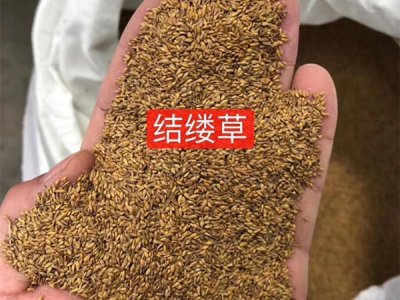 9月可以播種結縷草嗎？
