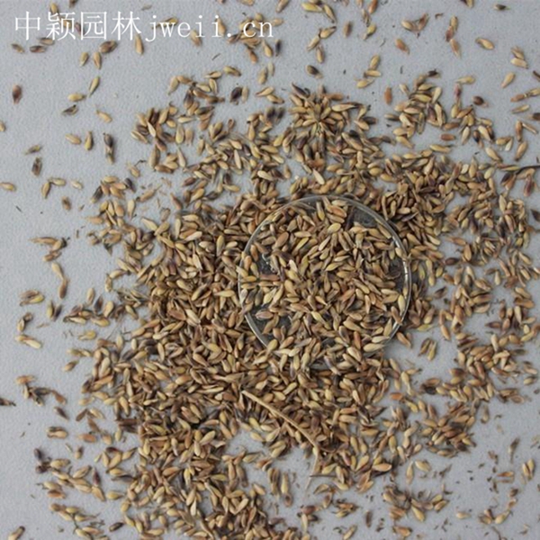 1619014699626981.jpg 結縷草12_副本.jpg