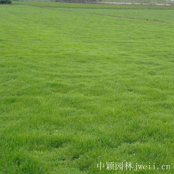 1619096471717660.jpg 結縷草9_副本.jpg