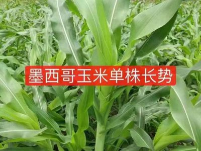 墨西哥玉米草可以喂羊嗎？