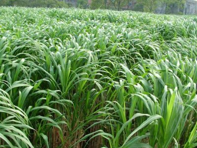 廣東可以種植皇竹草種節嗎？