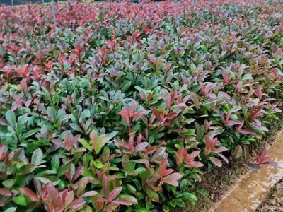 紅葉石楠常用的規格有哪些？