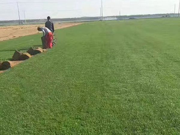 1626061068710103.jpg 早熟禾9_副本.jpg