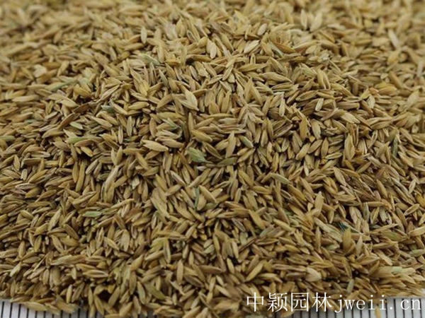 早熟禾種子_副本.jpg