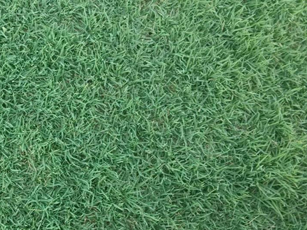 1626219295500400.jpg 早熟禾種子11_副本.jpg