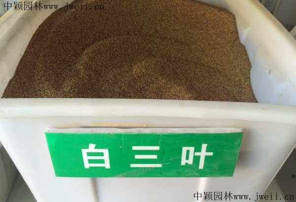 白三葉草1.jpg