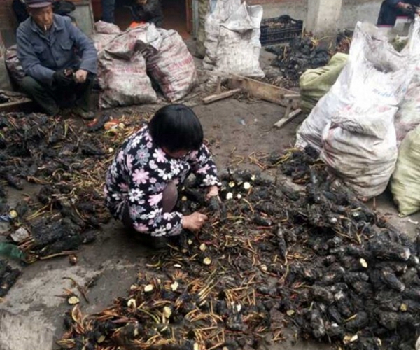 睡蓮-(22)_副本.jpg