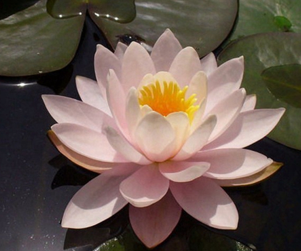睡蓮-(11)_副本.jpg