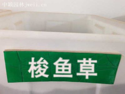 梭魚草種子
