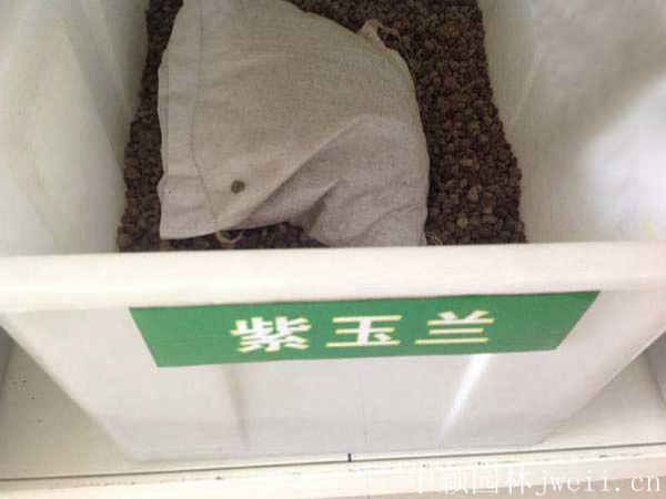 紫玉蘭種子.jpg