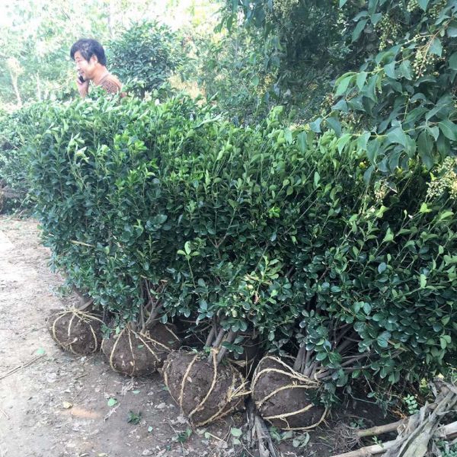 大葉黃楊25.jpg