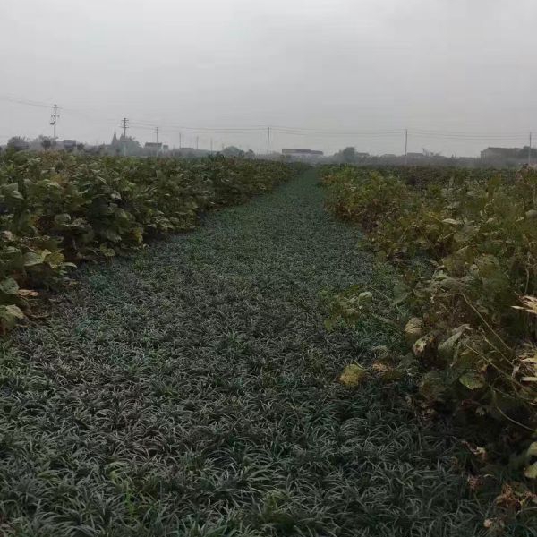 矮麥冬8.jpg