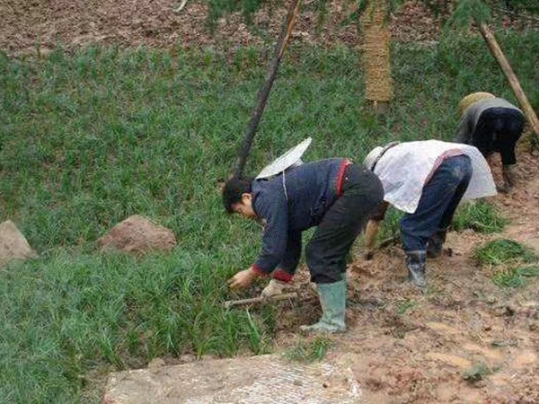 矮麥冬15.jpg