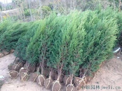 圓柏常用的規格有哪些
