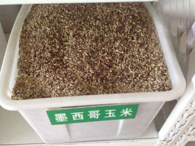 哪里有賣墨西哥玉米草的？