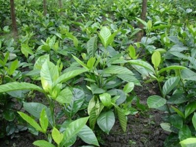 梔子花寓意花語是什么？