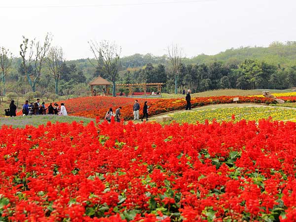 1632284271565571.jpg 花海植物2.jpg