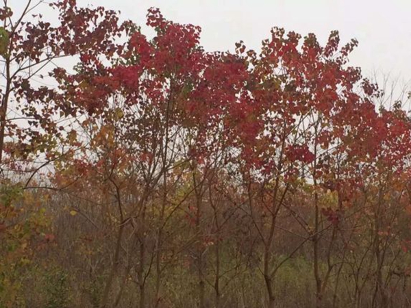 烏桕樹4.jpg