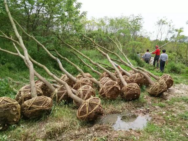 烏桕樹11.jpg