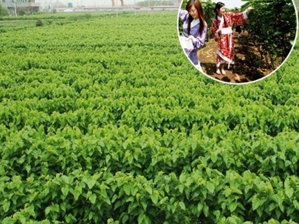 桑樹12.jpg