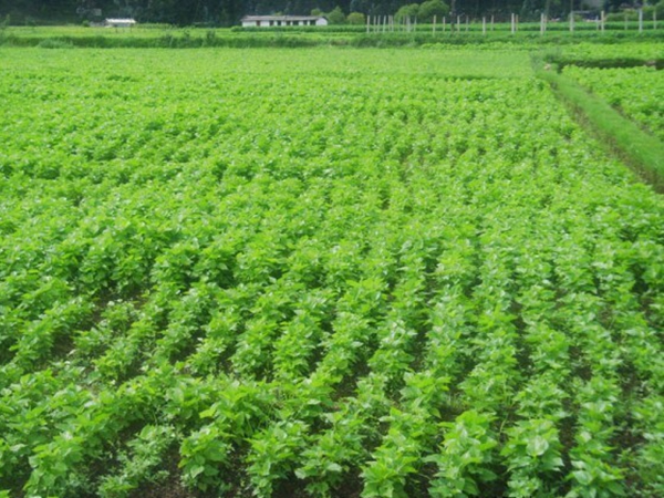 桑樹10.jpg